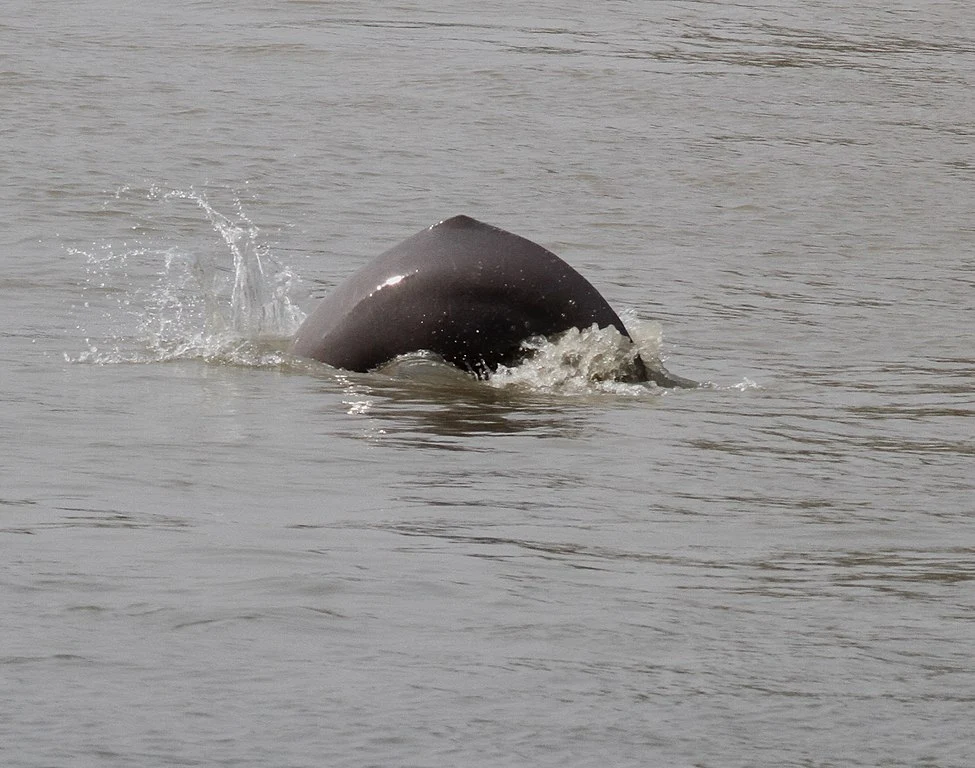 south asian river dolphin Ganges River Dolphin