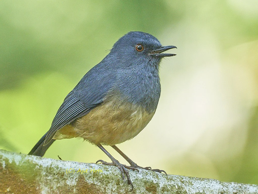 nilgiri blue robin Nilgiri Blue Robin, Southern India