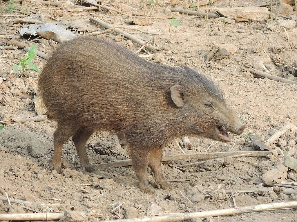 Pygmy_hog pygmy hog, Assam