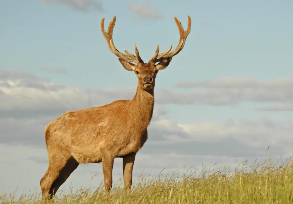 kashmir stag A subspecies of Central Asian red deer is the kashmir stag