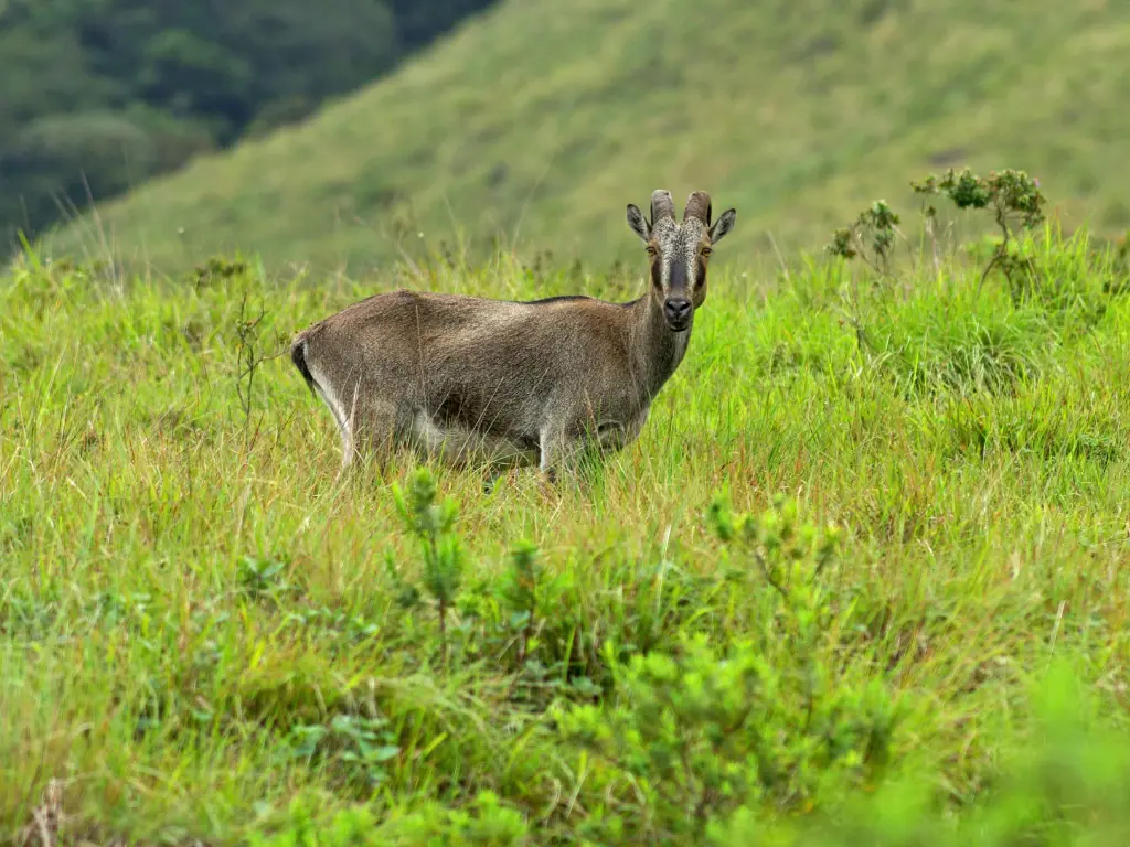 nilgiri thar Rare Nilgiri Thar, India