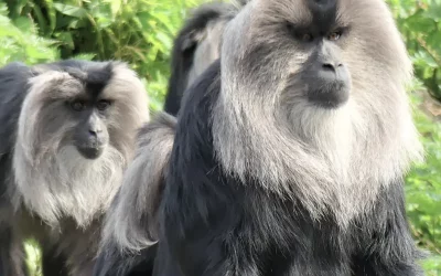 15 Wildlife Species You Can Find Only in India
