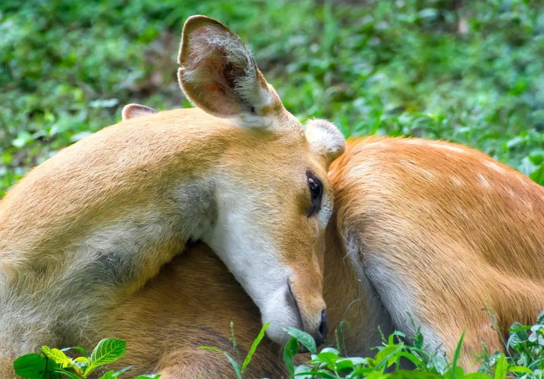 sangai deers Rare Sangai Deer
