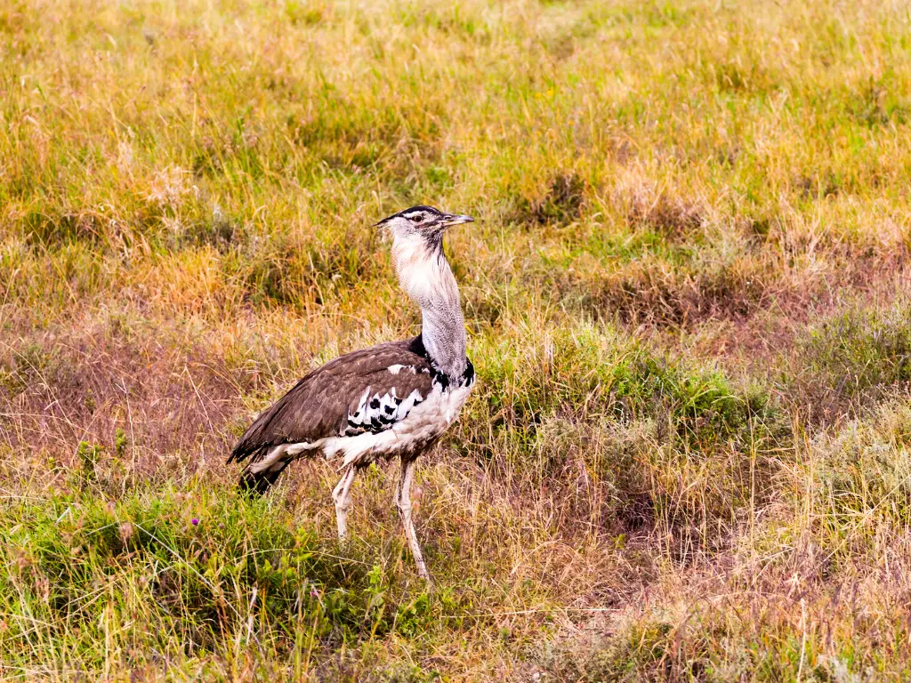 great indian bustard rare specie Rare Great Indian Bustard Wild Specie