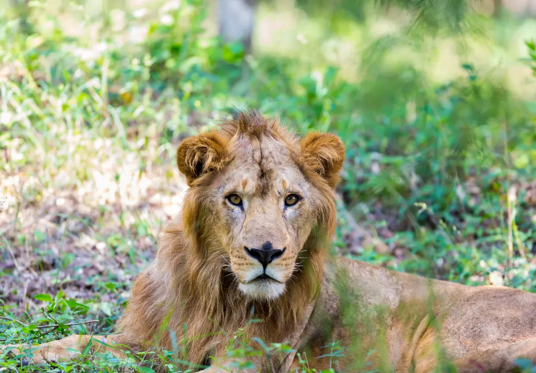 exotic asiatic lion species