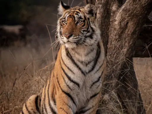 Ranthambore Tiger Tour