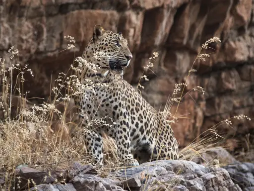 ranthambore budget tour Ranthambore Budget Tour