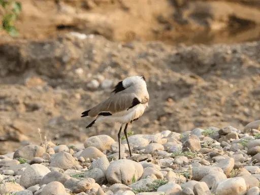 jim-corbett-weekend-tour Jim Corbett Weekend Tour