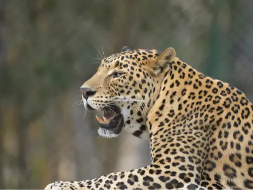 jim corbett budget tour Jim Corbett Budget Tour