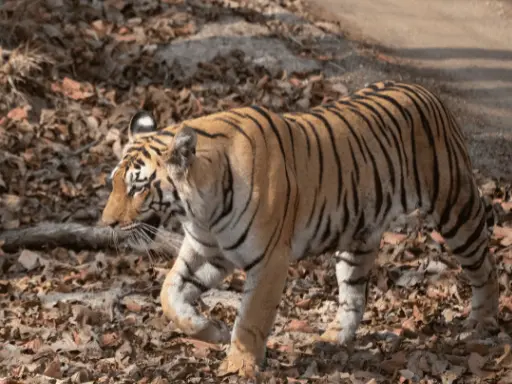 Jim Corbett Tiger Tour