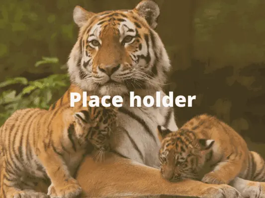 Placeholder Image BCI