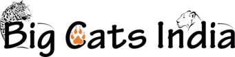 Big Cats India Logo