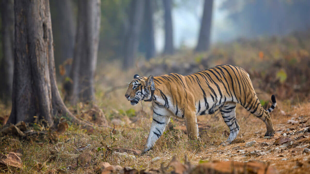 Pench Tiger Reserve Pench Tiger Reserve