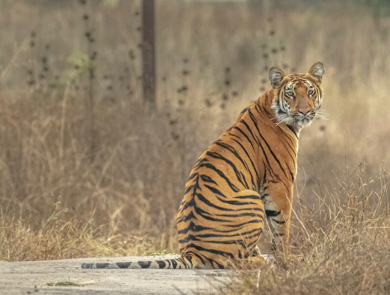 Tipeshwar Wildlife Sanctuary Tipeshwar Wildlife Sanctuary