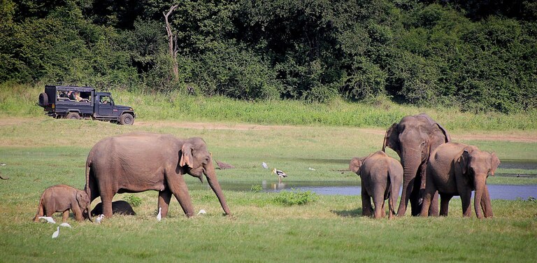 Wildlife Special Tours