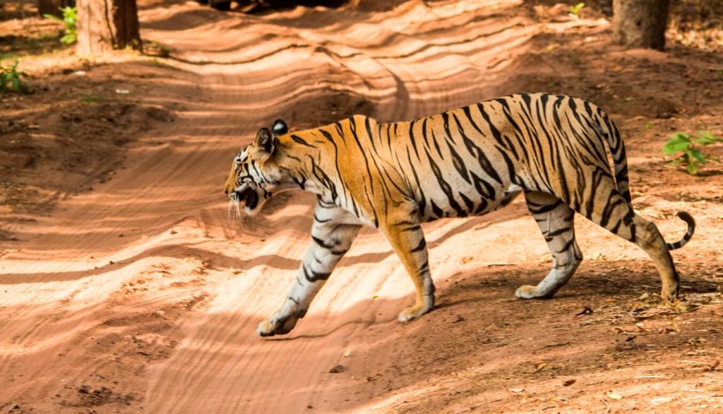 Tiger Sukhi Pateeha, Bandhavgarh Tiger Reserve Bandhavgarh Tiger Reserves India