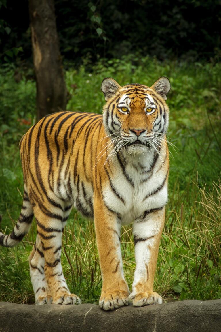 Royal-Bengal-Tiger-Image Royal Bengal Tiger Information
