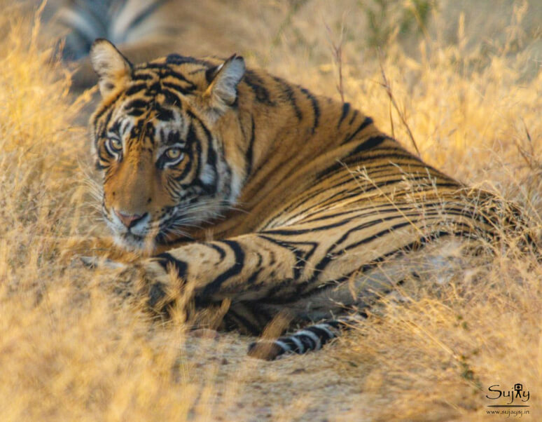 Ranthambore Tiger Safari
