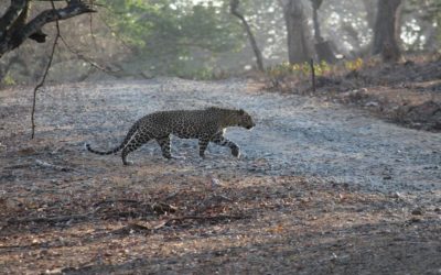 Big Cats News Highlights – February 2018