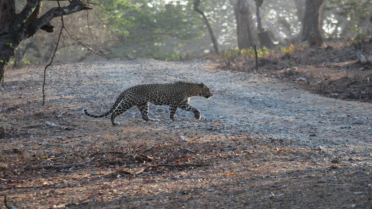 Leopard Indian Leopard - Big Cats India