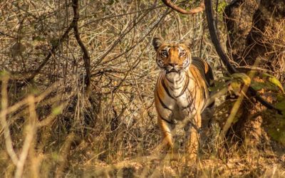Bor Tiger Reserve & Wildlife Sanctuary – Safari booking and charges