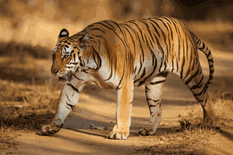 bandhavgarh budget tour Bandhavgarh Budget Tour