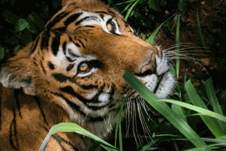 pench budget tour Pench Budget Safari Tour