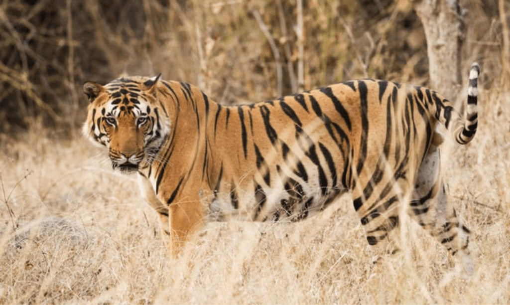 kanha budget tiger safari Kanha Budget Safari