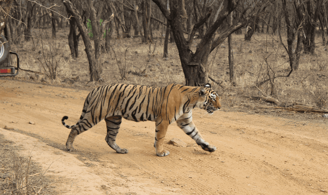 ranthambore budget safari Ranthambore Budget Safari