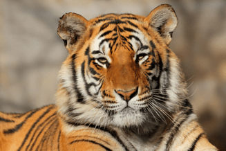 ranthambore weekend safari Ranthambore Weekend Safari