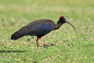 jawai budget safari Jawai Budget Safari