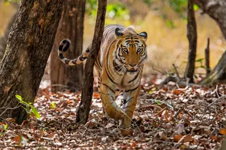 Bandhavgarh Weekend Safari