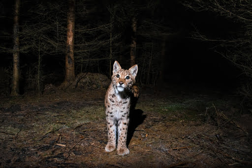 Eurasian Lynx Seen In Night Safari Eurasian Lynx spotted in night safari in India