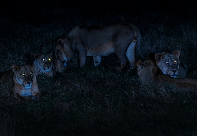 lion night safari lion spotted in night safari