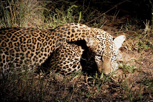 Bandhavgarh Night Safari Bandhavgarh Night Safari