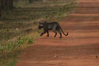 tadoba budget tour Tadoba Budget Safari