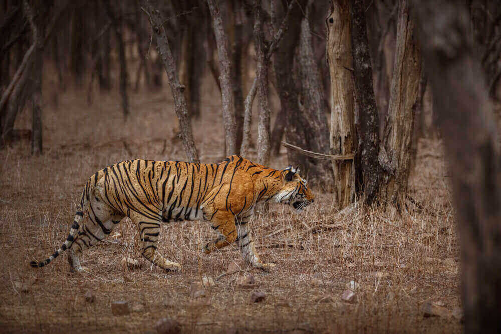 panna history panna tiger reserve history