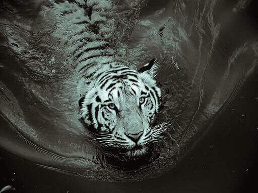 Satpura night Safari