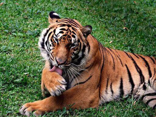 satpura budget safari Satpura budget tour