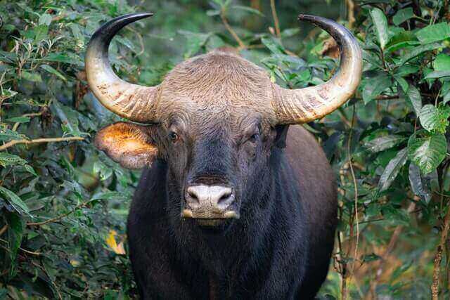 safari zones in satpura wildlife in safari zones of Satpura