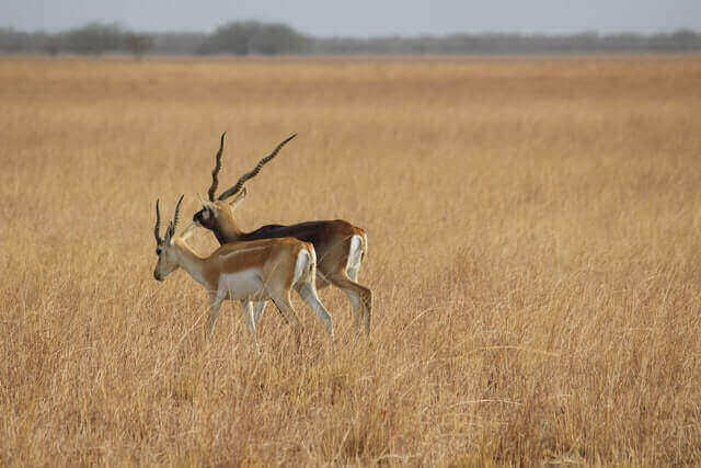 fauna in satpura Fauna in Satpura