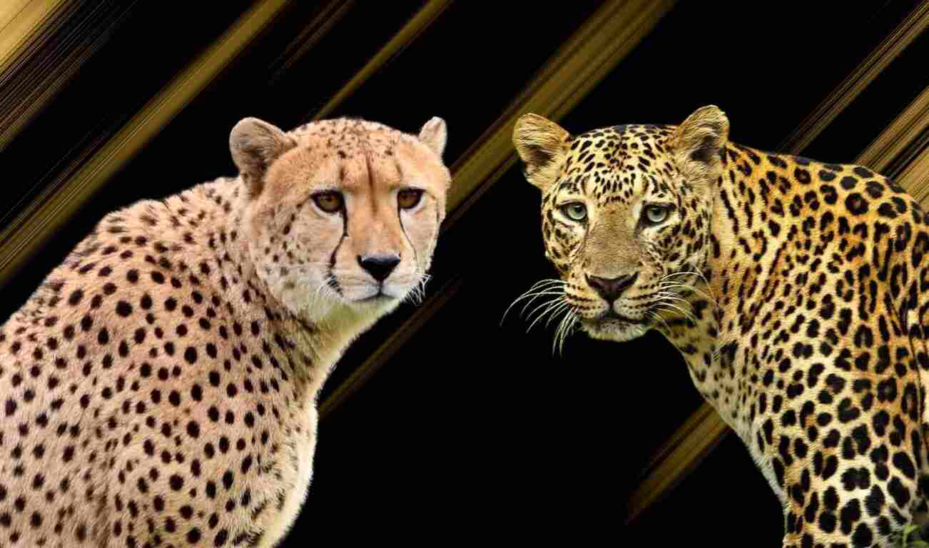 Cheetah and Leopard Cheetah and Leopard