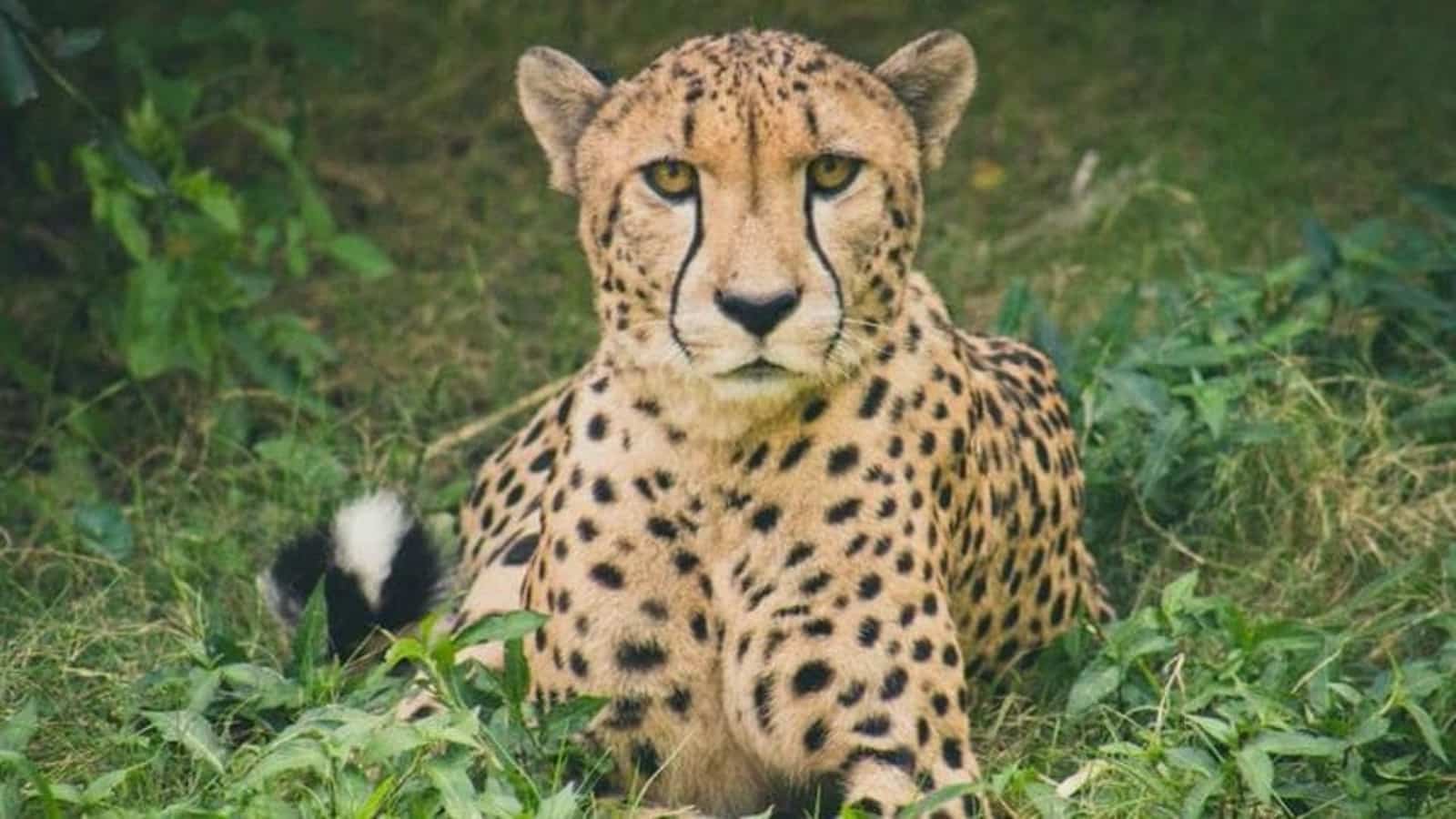 critics of cheetah reintroduction critics of cheetah reintroduction