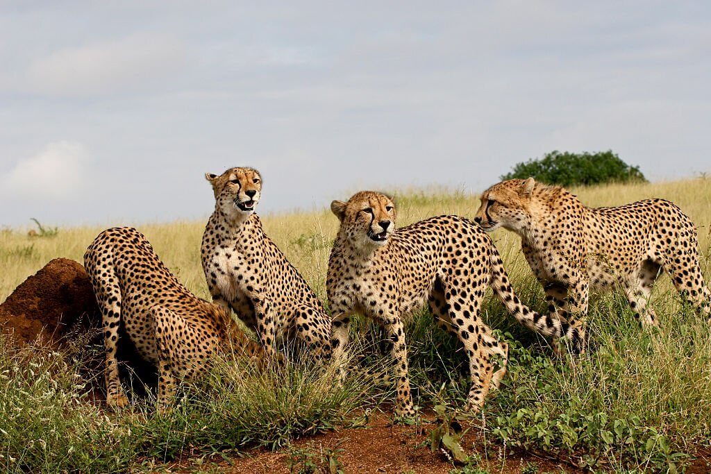 Cheetah reintroduction in India Cheetah reintroduction in India