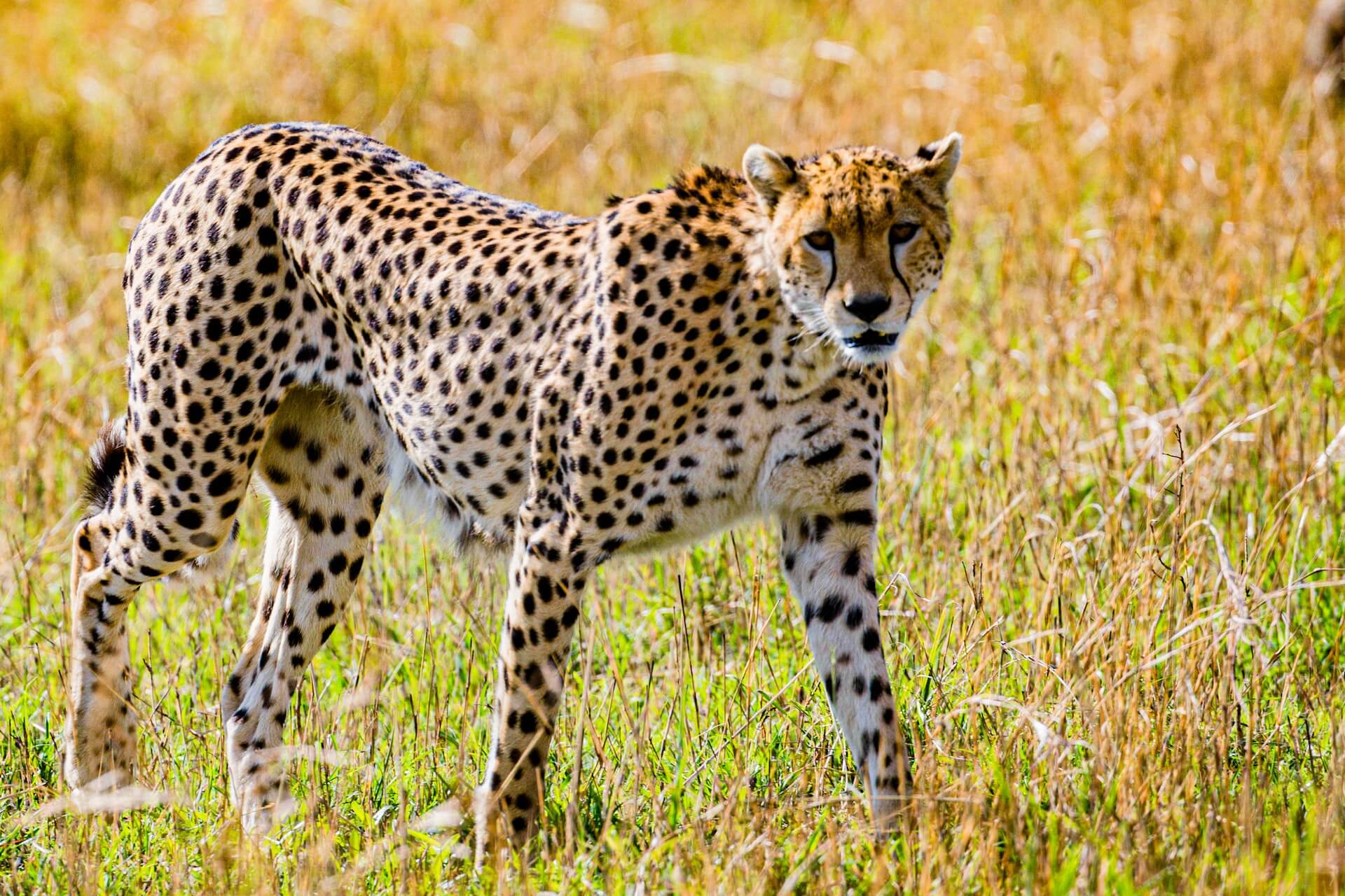 Kuno National Park for Cheetah Kuno National Park for Cheetah