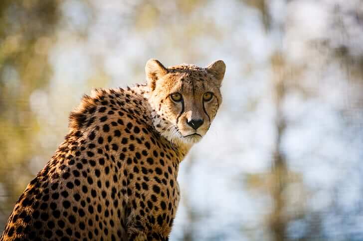 Future of cheetah in India Future of cheetah in India