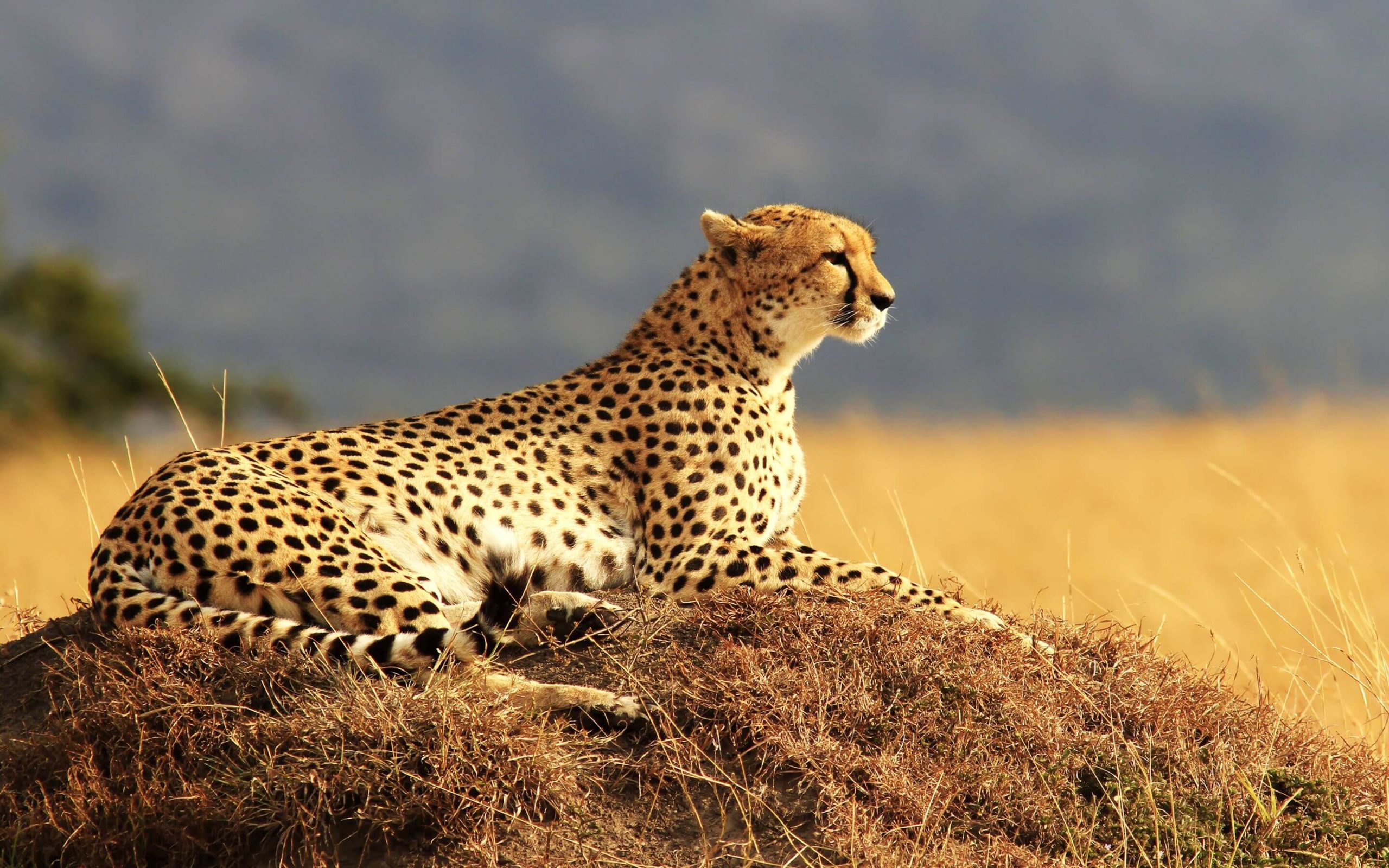 reintroduction developing tourism in india reintroduction developing tourism in india