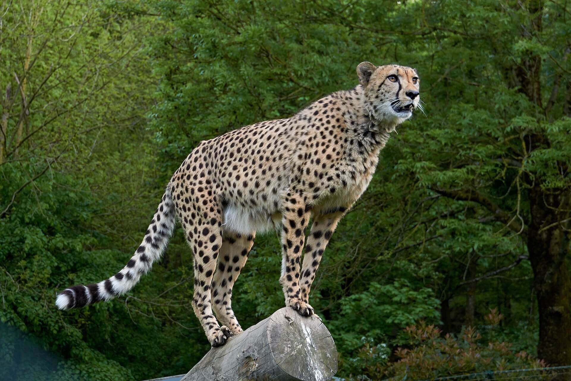 Cheetah Reintroduction Cheetah Reintroduction