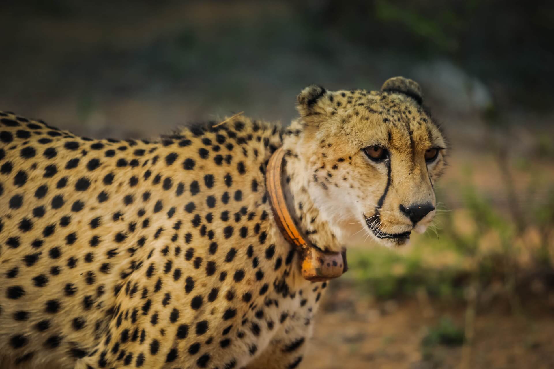 pexels-casey-allen-16059 (1) Cheetah got extinct