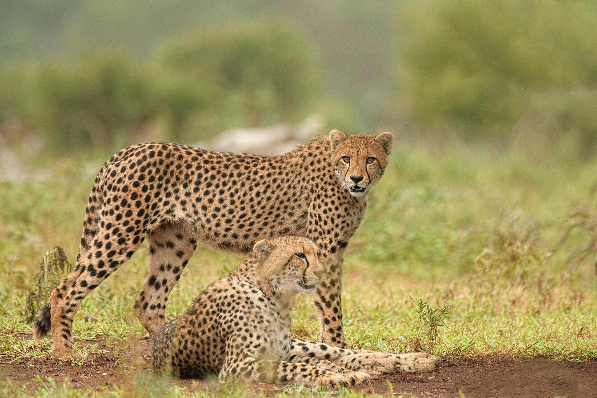 How Cheetahs got Extinct How Cheetahs got Extinct
